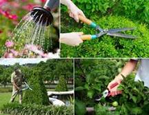 DỊCH VỤ chăm sóc cảnh quan DỊCH VỤ chăm sóc cảnh quan